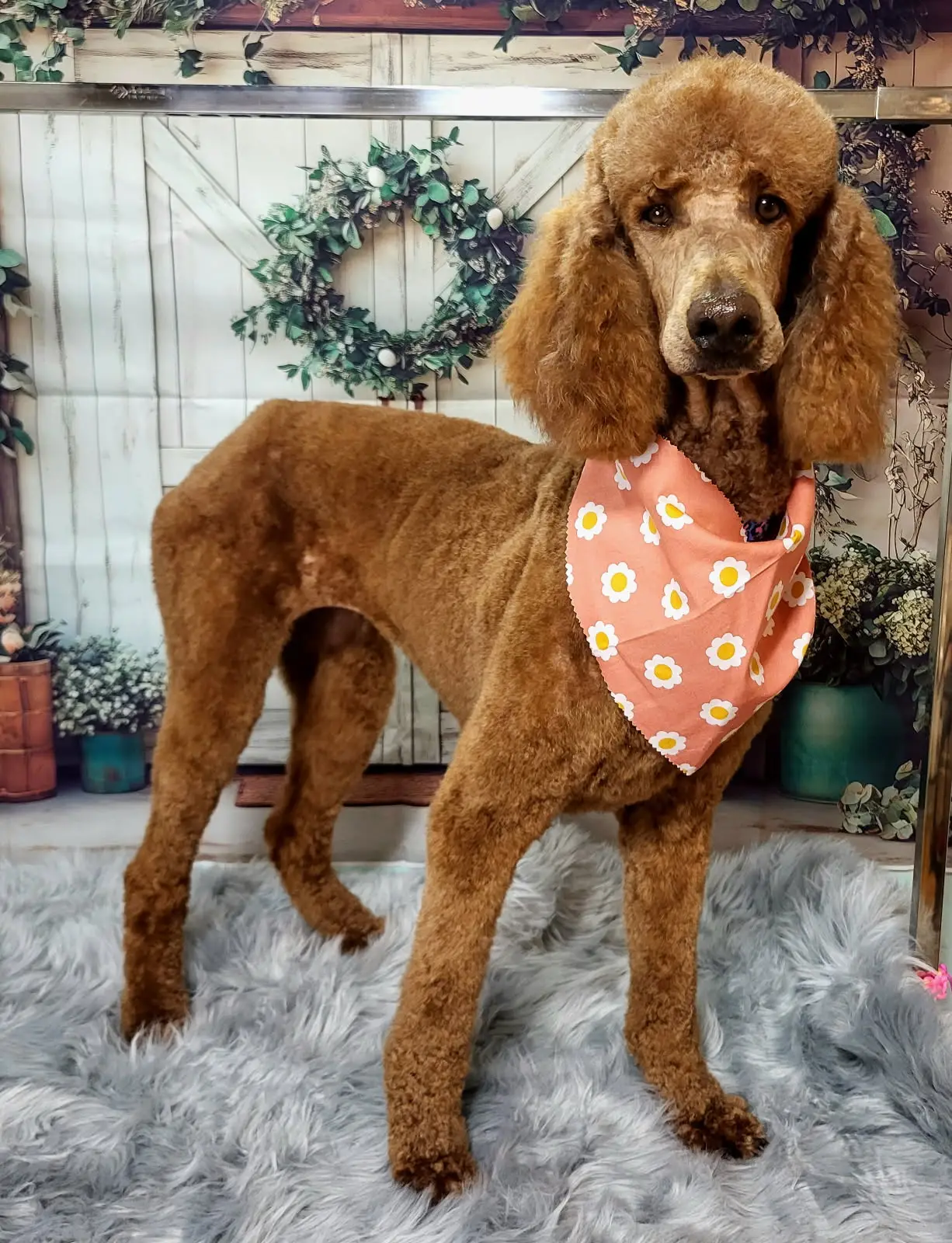 Miss Cocoa